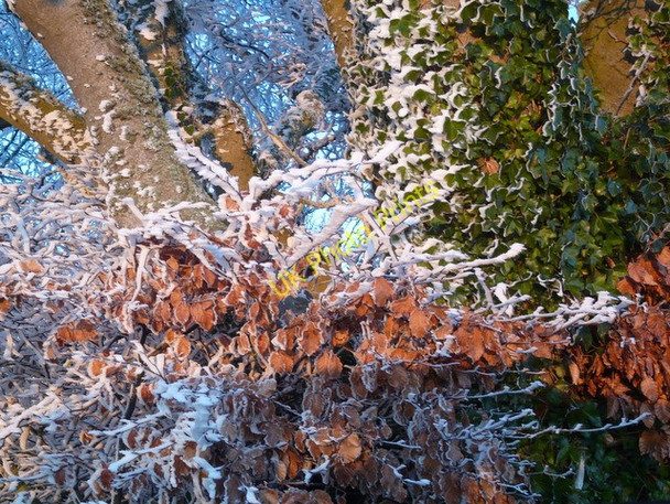 Photo 6"x4" Icy foliage near Easter Arboll Toulvaddie c2008