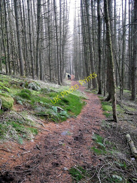 Photo 6"x4" Footpath in Glentrool Forest Glentrool Village c2008