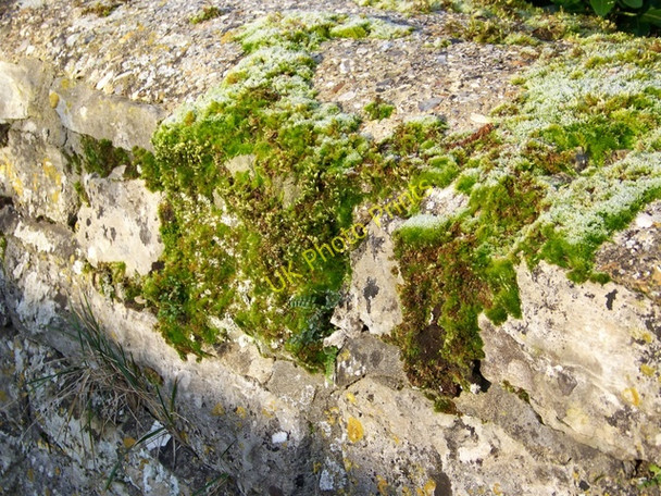 Photo 6"x4" Wall, Croucheston Croucheston c2008