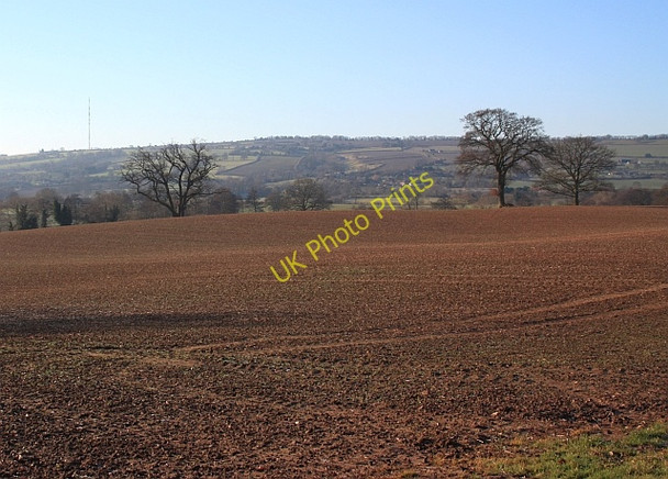 Photo 6"x4" Three Trees, Little Marcle Rushall\/SO6434 c2009