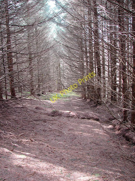 Photo 6"x4" Forestry glade at Bryn Du Pant Mawr\/SN8482 c2008