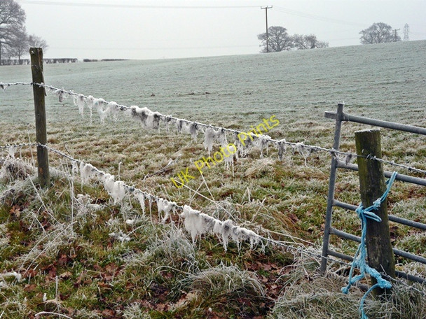 Photo 6"x4" Frozen fleece on a fence near Kixley Copt Heath c2009