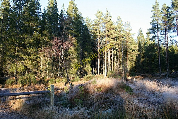 Photo 6"x4" Forest Crossroads Orton\/NJ3153 c2009