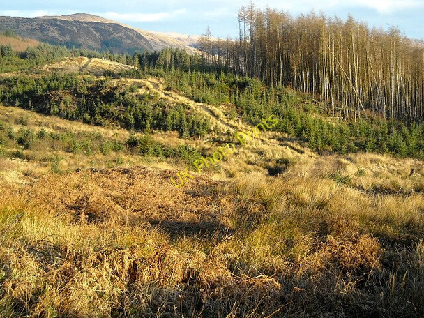 Photo 6"x4" Cycle Trail in Glentrool Forest Torr Lane c2009