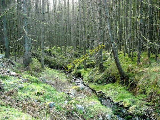 Photo 6"x4" A Burn in Glentrool Forest Glentrool Village c2009
