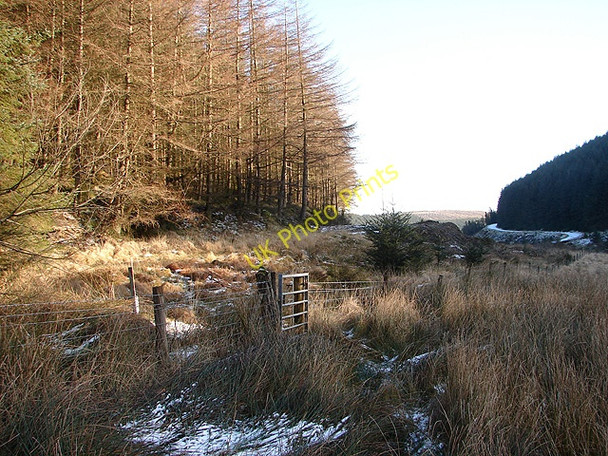 Photo 6"x4" Forestry Access Gate Pant Mawr\/SN8482 c2009