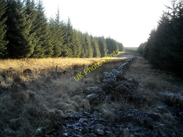 Photo 6"x4" Forest Firebreak Glentrool Village c2009