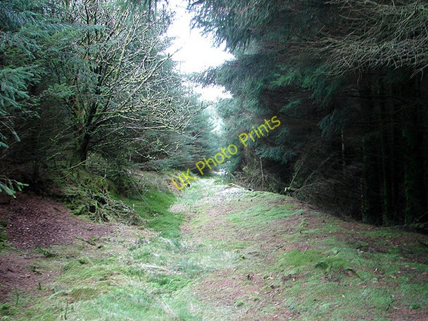 Photo 6"x4" Footpath in Hafren Forest Tynyrwtra\/SN8885 c2009