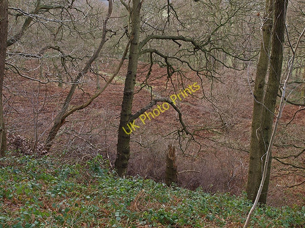 Photo 6"x4" Newton Woods in winter Great Ayton c2009