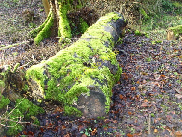 Photo 6"x4" Mossy log by The Bishop's Walk Nigg\/NH8071 c2009
