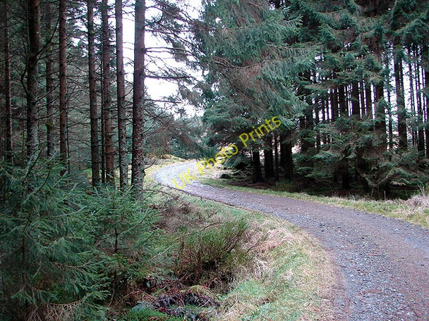 Photo 6"x4" The Severn Way through Hafren Forest Hafren Forest c2009