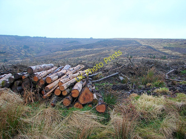Photo 6"x4" Small timber stack in Hafren Carreg Wen c2009