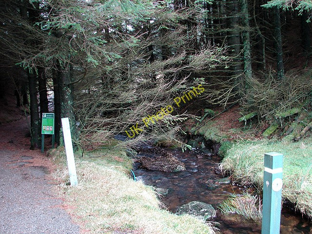 Photo 6"x4" Looking back into the forest Source of River Severn \/ Afon Hafren c2009
