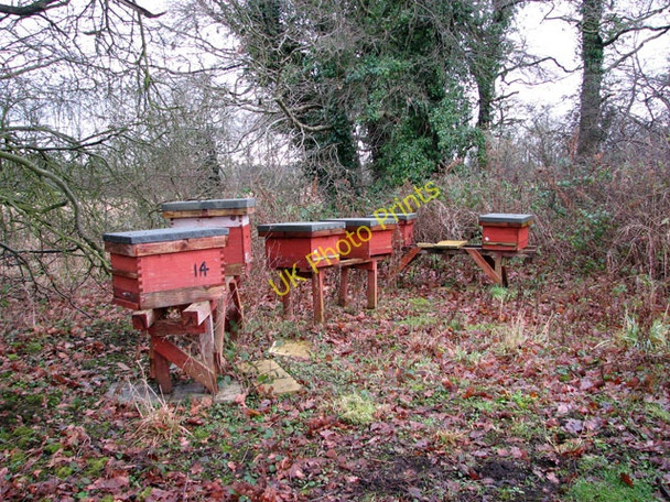 Photo 6"x4" A sheltered spot Lamas c2009