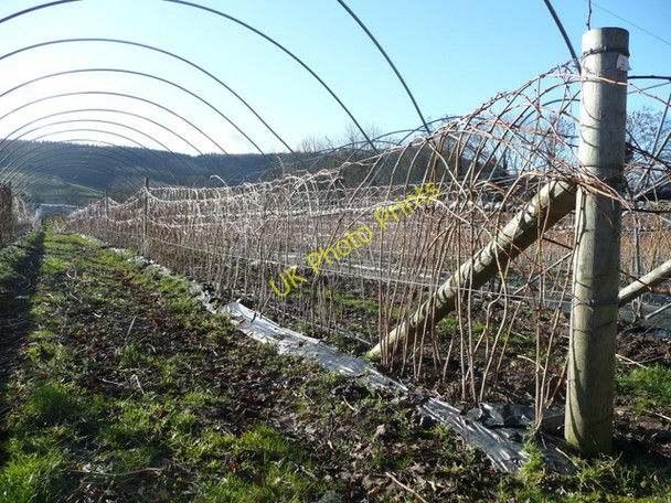 Photo 6"x4" Pruned and trained raspberries Kingstone\/SO6324 c2009