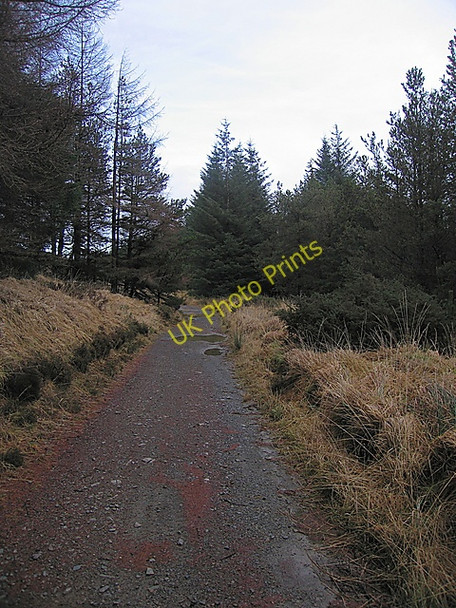 Photo 6"x4" Track through forest at Bryn Glas Afon Llechwedd-mawr c2009