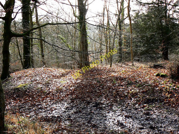 Photo 6"x4" Dorvel Wood, Sapperton Daneway c2009