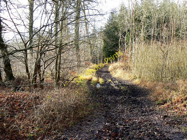 Photo 6"x4" Footpath, Dorvel Wood, Sapperton Daneway c2009