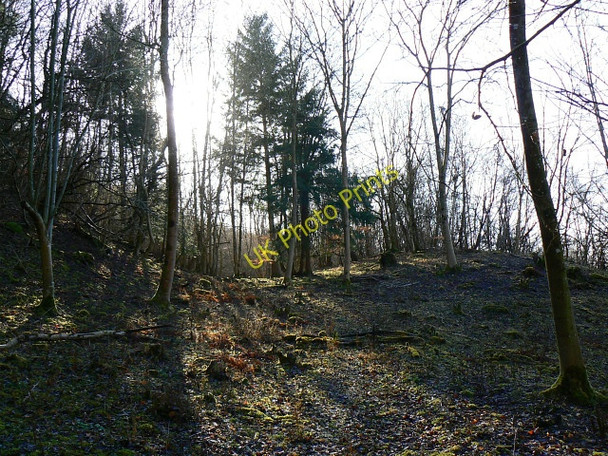 Photo 6"x4" The northern edge of Siccaridge Wood, near Frampton Mansell Daneway c2009