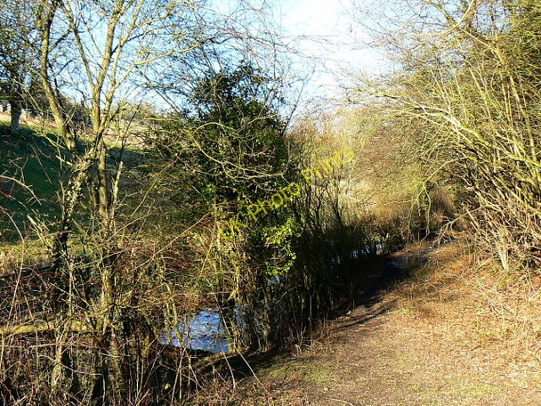 Photo 6"x4" Near the Thames and Severn canal, Siccaridge Wood Far Oakridge c2009