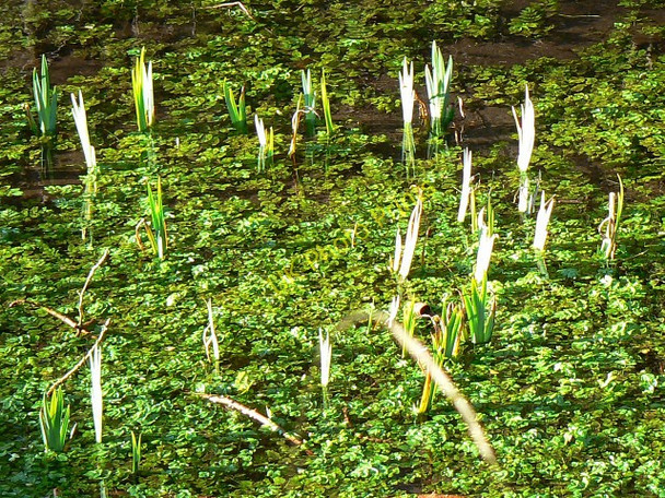 Photo 6"x4" Weeds, Thames and Severn Canal, near Frampton Mansell Daneway c2009