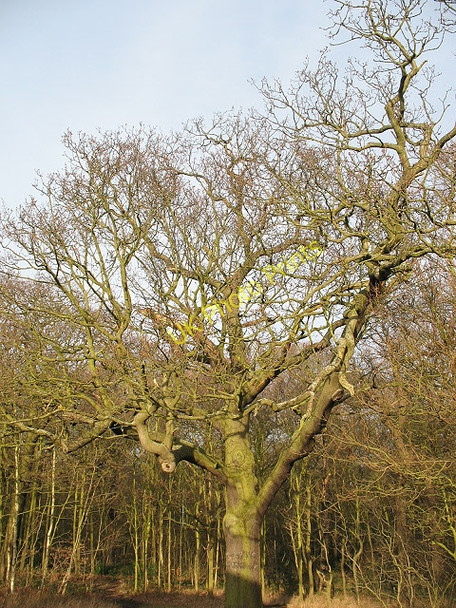 Photo 6"x4" Tree on the edge of Oxleas Wood Bexley c2009