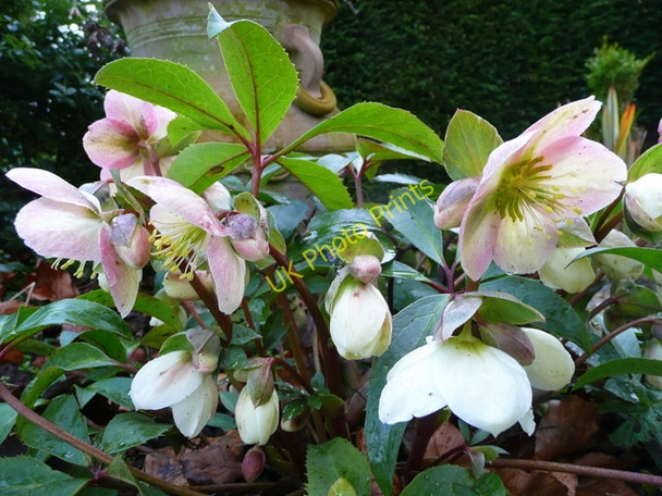 Photo 6"x4" Helleborus species Bromsash c2009