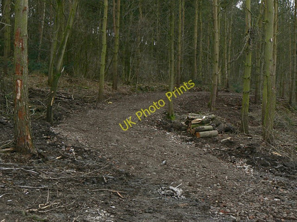 Photo 6"x4" Forest track Newton Hurst c2009