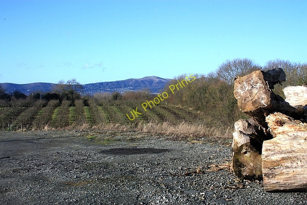Photo 6"x4" Fruit Trees The Hyde\/SO8340 c2009