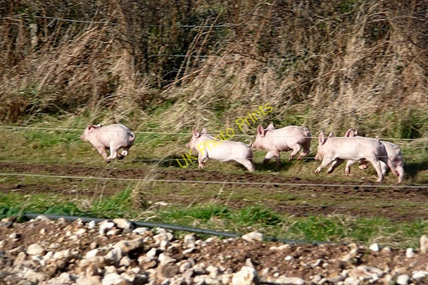 Photo 6"x4" Pig farm at Brandy Head North Star c2009