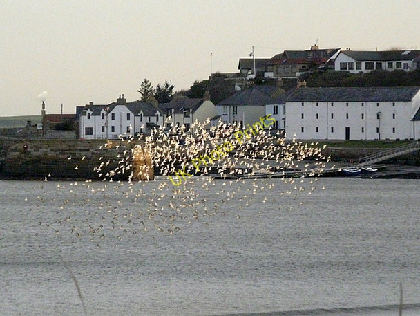 Photo 6"x4" A flock of Knots catches the sun over Portmahomack harbour Portmahomack c2009