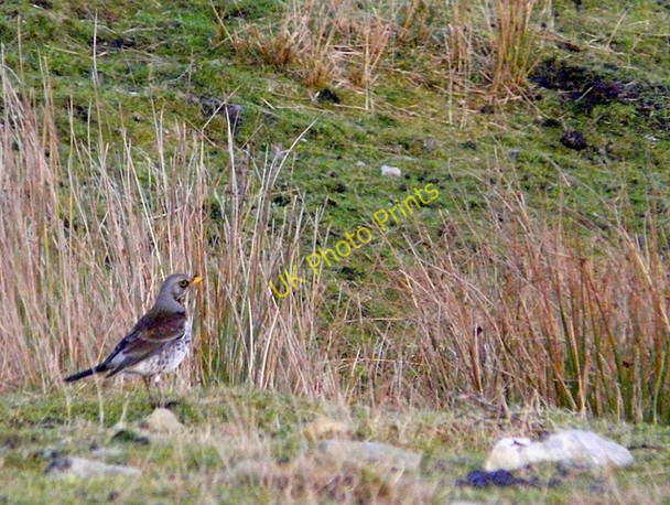 Photo 6"x4" Fieldfare near Kildonan Lodge Kildonan Lodge c2009