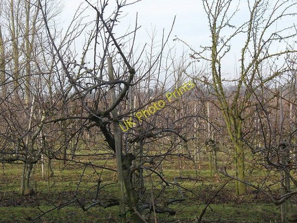 Photo 6"x4" View into the orchard Lenham Heath c2009