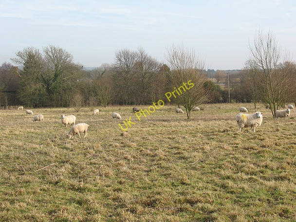 Photo 6"x4" Sheep at Charing Heath Barnfield\/TQ9247 c2009