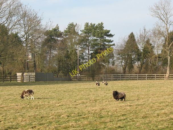 Photo 6"x4" Jacob sheep at Sand Pett Coppins Corner c2009