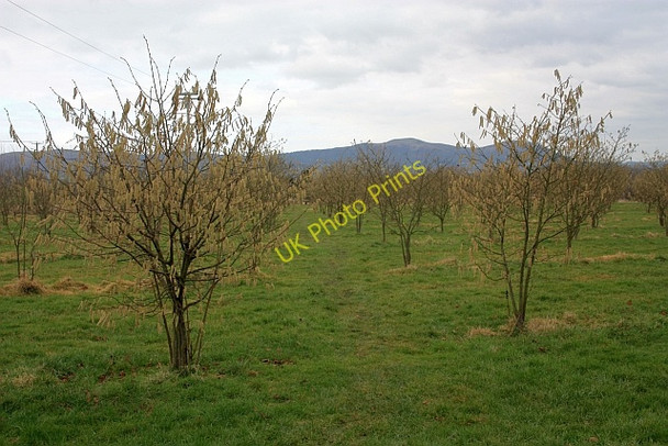 Photo 6"x4" Catkins near Tiltridge The Hyde\/SO8340 c2009