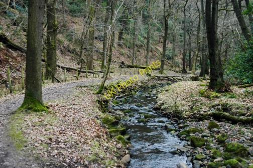 Photo 6"x4" The Grizedale Brook in Holme Wood Oakenclough\/SD5447 c2009