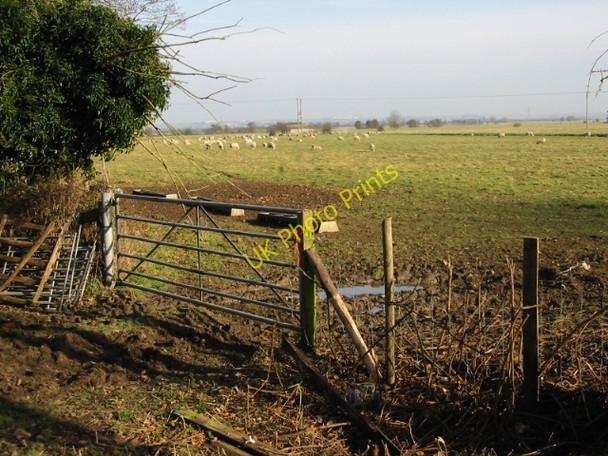 Photo 6"x4" Grazing sheep on Ash Level Lower Goldstone c2009