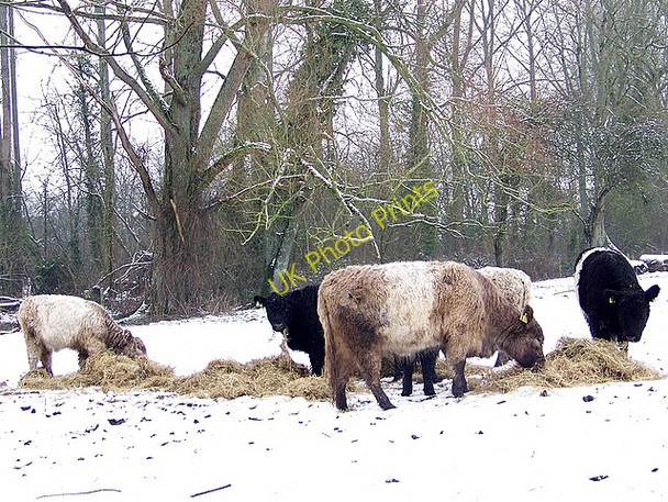 Photo 6"x4" Belties in the snow, Bishopstone Bishopstone\/SU0725 c2009