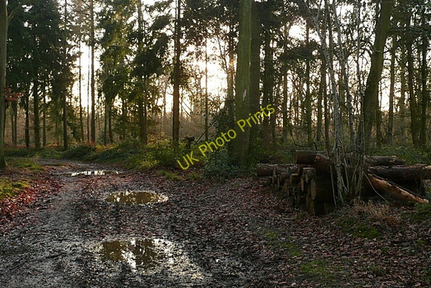 Photo 6"x4" Footpath into Long Copse Ashampstead Green c2009