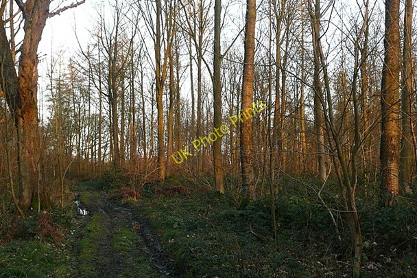 Photo 6"x4" Restricted Byway in Beche Park Wood Ashampstead Green c2009