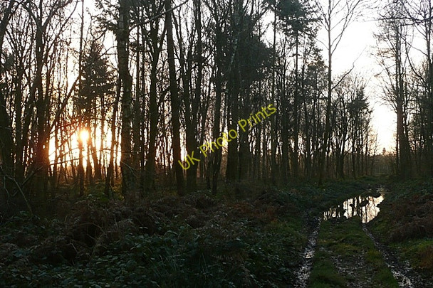Photo 6"x4" Sunset in Beche Park Wood Ashampstead Green c2009