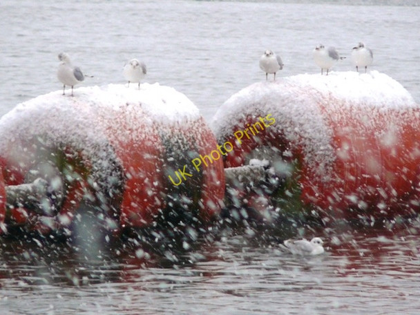Photo 6"x4" Happy Gulls at Beeston Weir Beeston\/SK5236 c2009