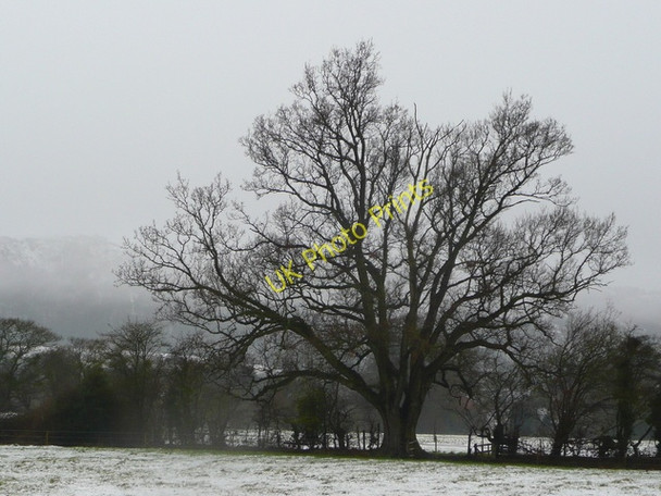 Photo 6"x4" Oak tree near Upper Welland Marl Bank c2009