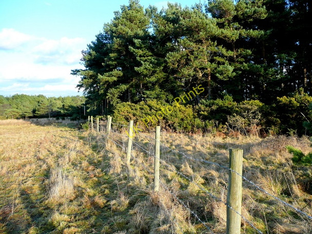 Photo 6"x4" Purbeck heathland Creech c2009