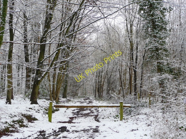 Photo 6"x4" Track into Linton Woods Linton\/SO6625 c2009