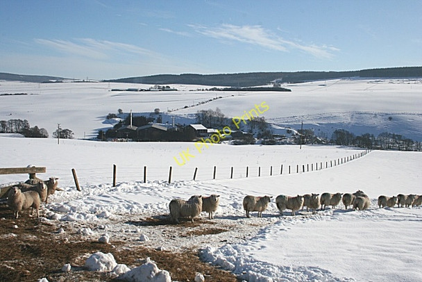 Photo 6"x4" Douglasbrae from Maisley Keith c2009
