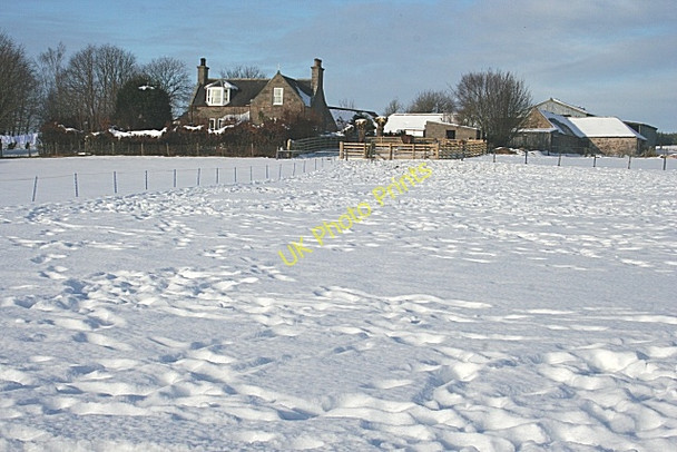 Photo 6"x4" Stripeside Farm Davoch of Grange c2009