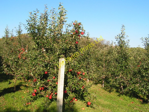 Photo 6"x4" Apple Orchard Palmer's Green c2010