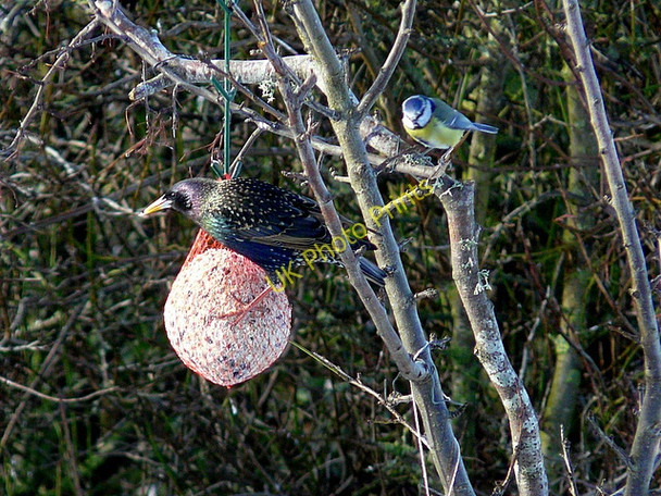 Photo 6"x4" Hungry starling;  and the bluetit has to wait Portmahomack c2009